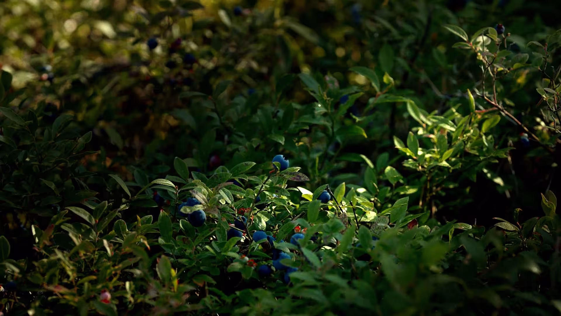 The Blueberry Blues still