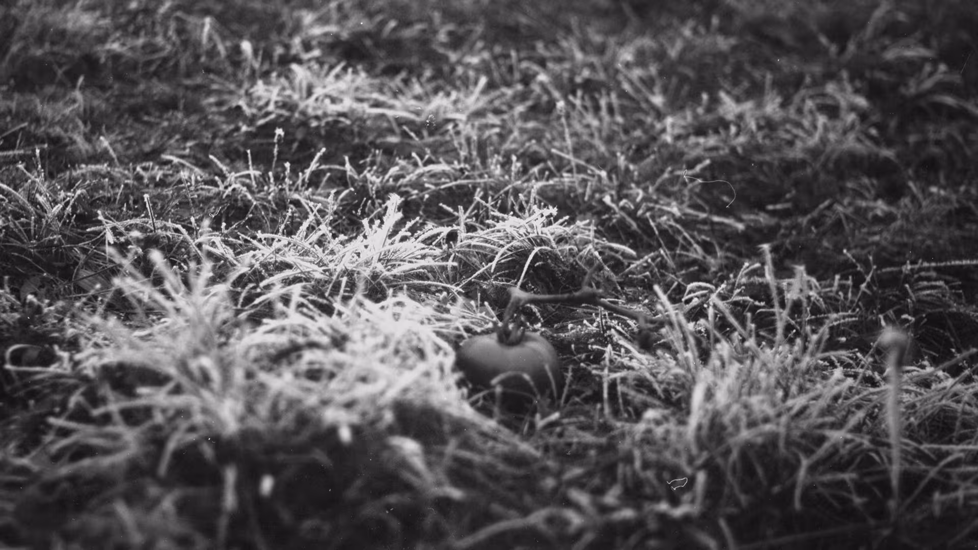 Life Within