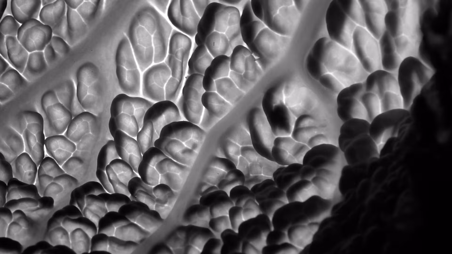 Life Within still